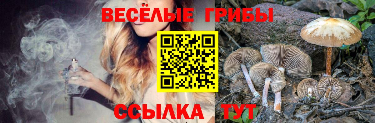 Псилоцибиновые грибы Psilocybe Муром